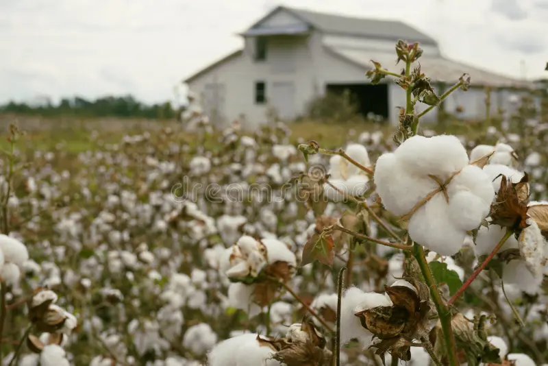 Cotton field and rural barn in the Pee Dee region of South Carolina